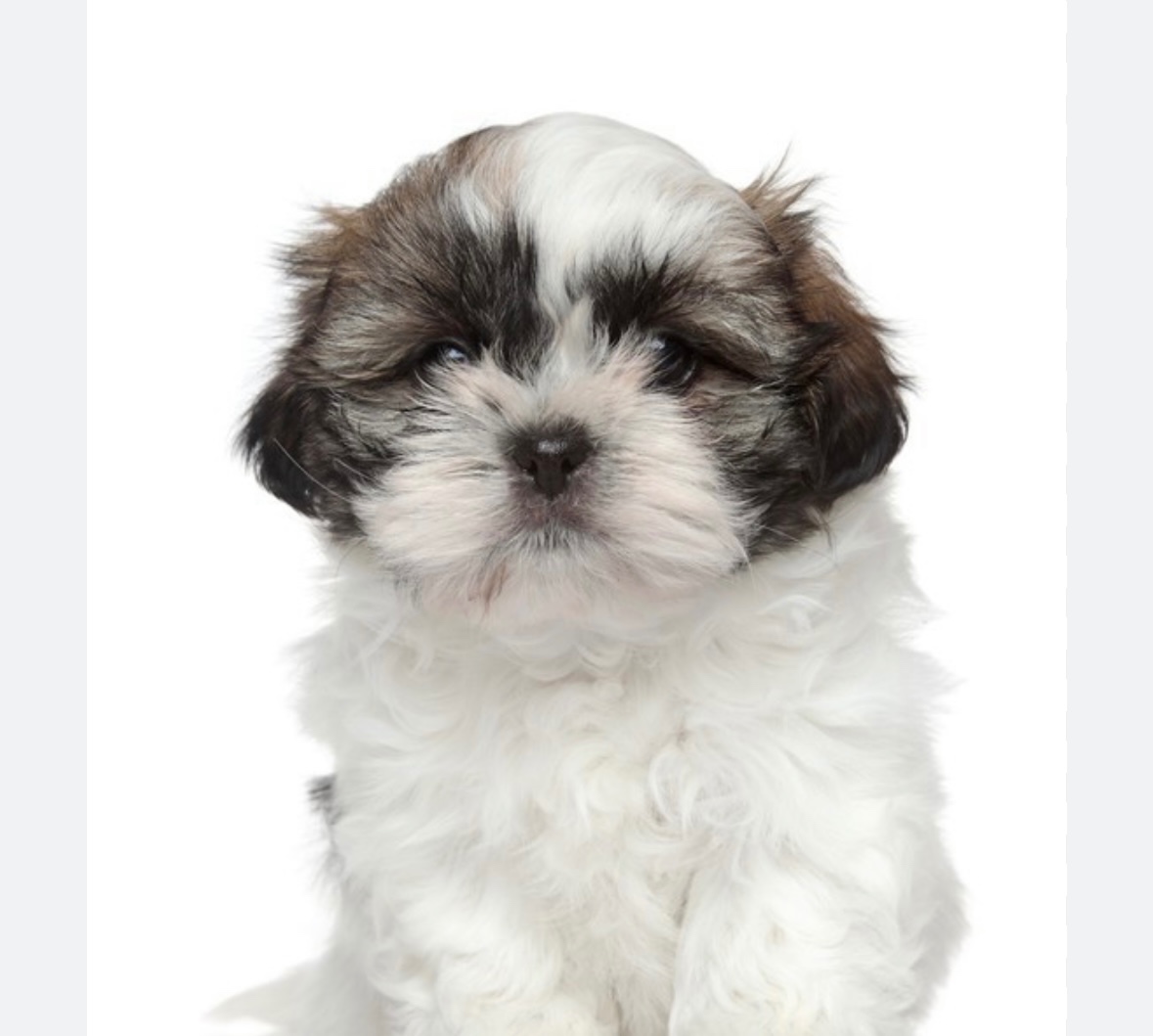 Koupím štěňátko shih-tzu / cavapoo / toy pudl