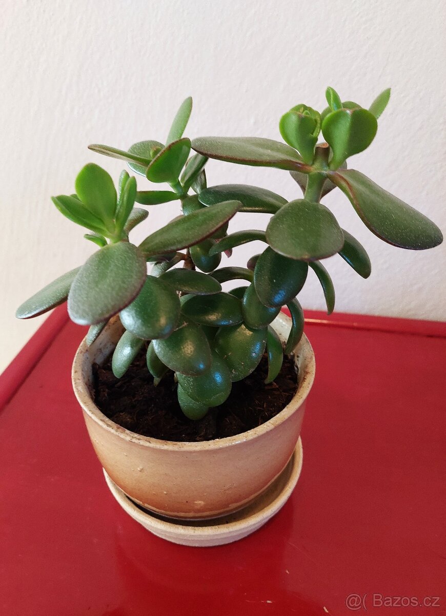 Pokojová květina Tlustice