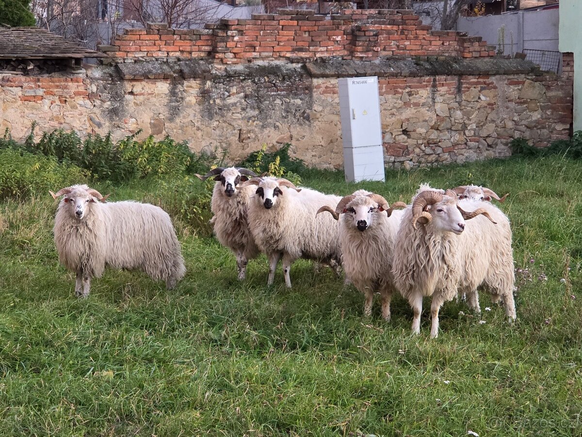 Plemenní berani, původní valaṣ̌ka