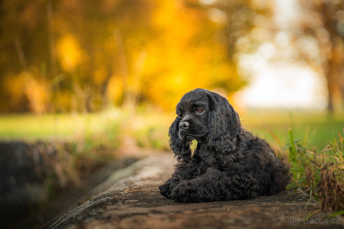 Americký kokršpaněl s PP
