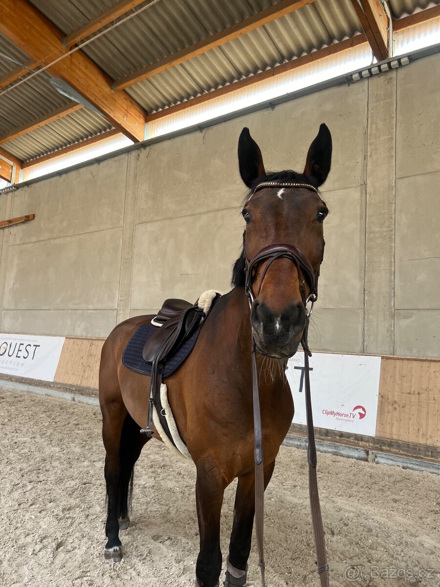 Pronájem sportovního koně