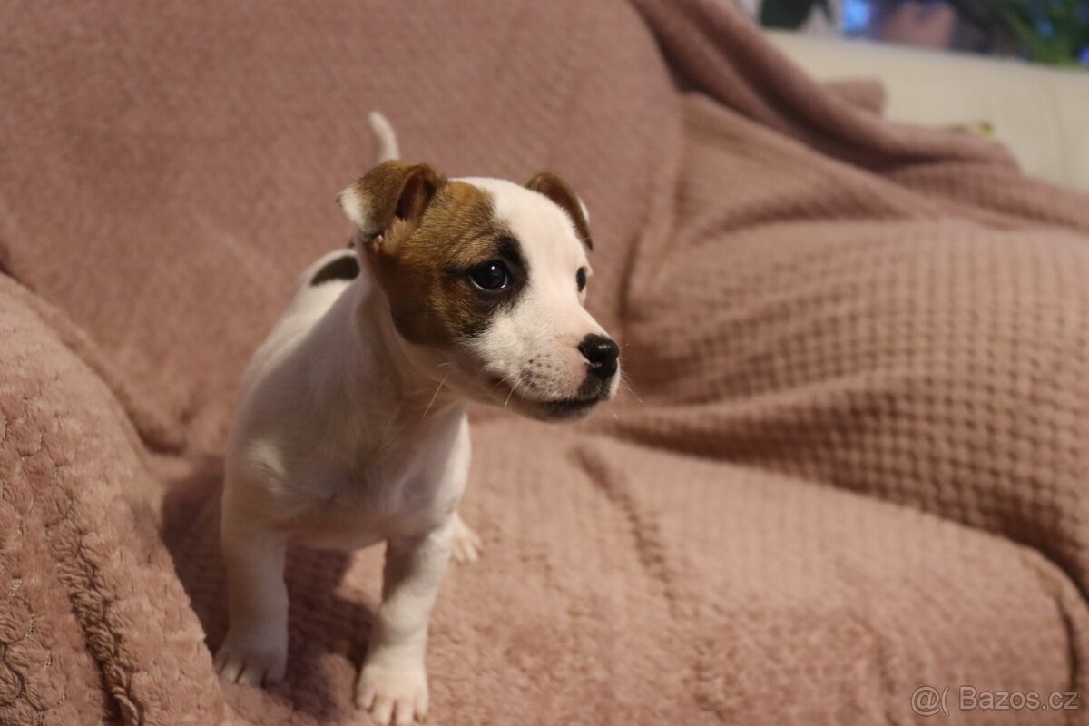 Jack Russell teriér