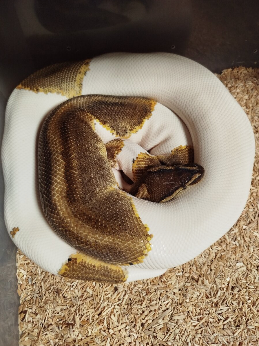 Krajta královská - DOSPĚLÝ PÁR / Každoročně odchov