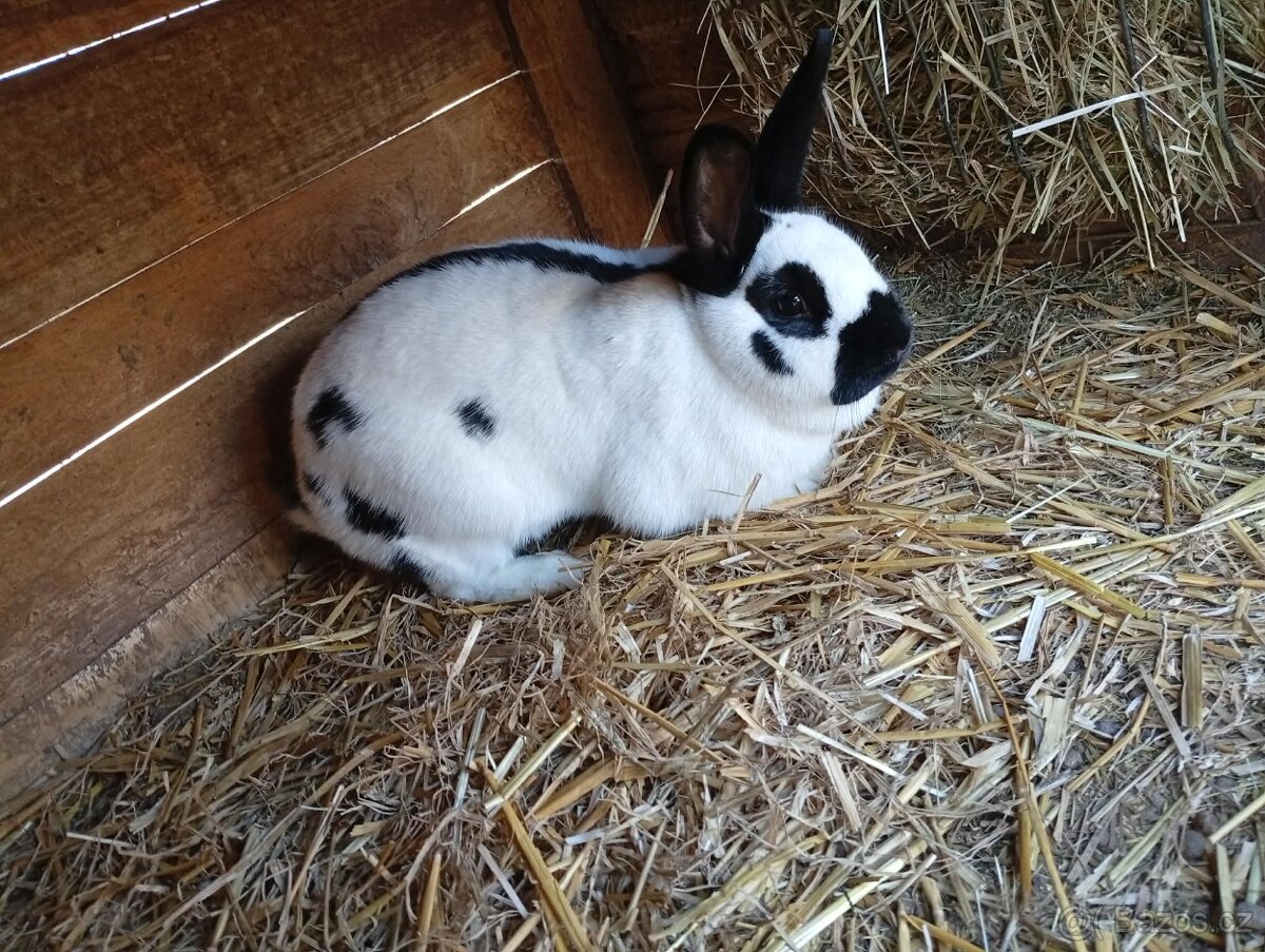 Český strakáč - samice