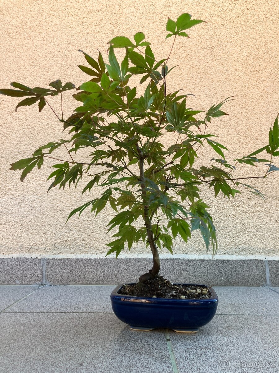 Bonsai, Bonsaj, japonský javor, skalky