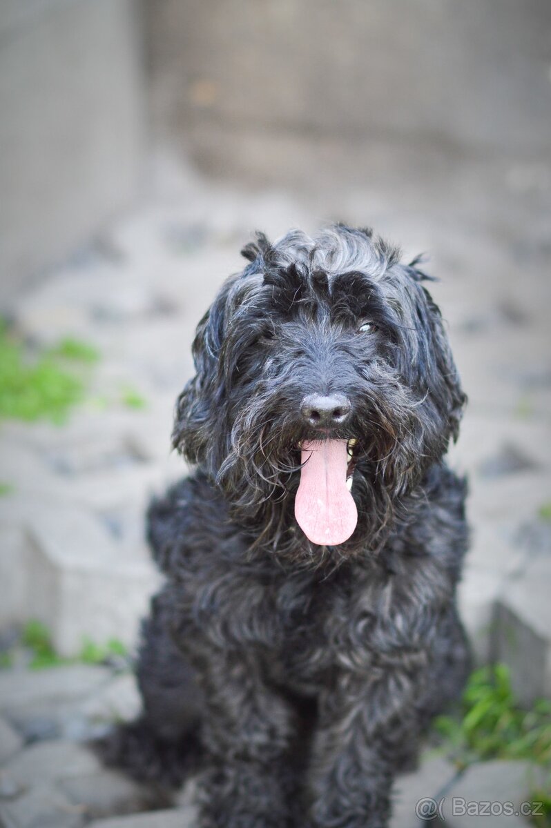 Blackie - kříženec, hodný, mazlivý, cca 4 roky
