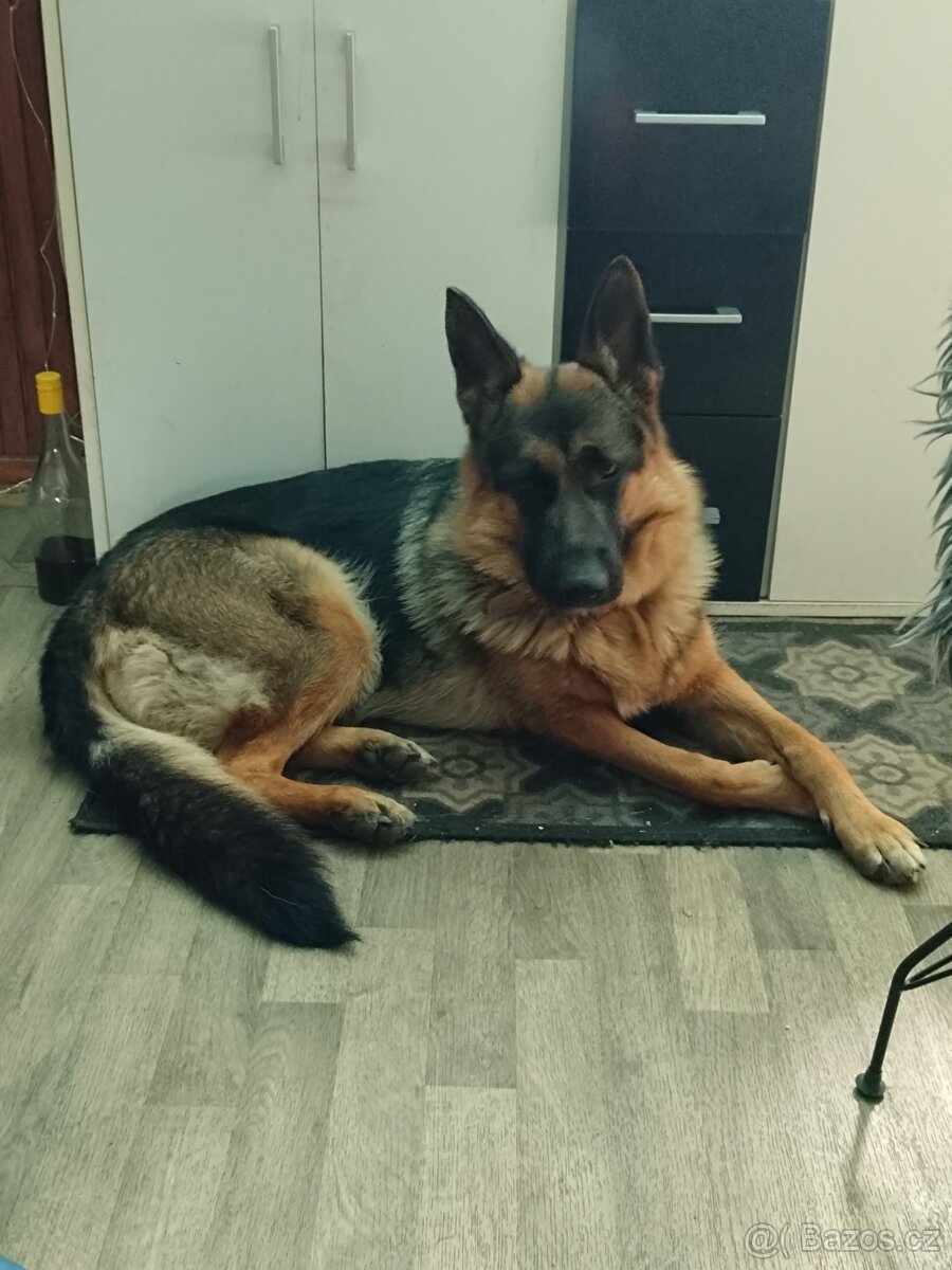 Německý ovčák