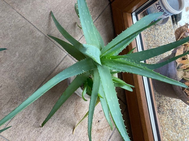 Aloe pravá
