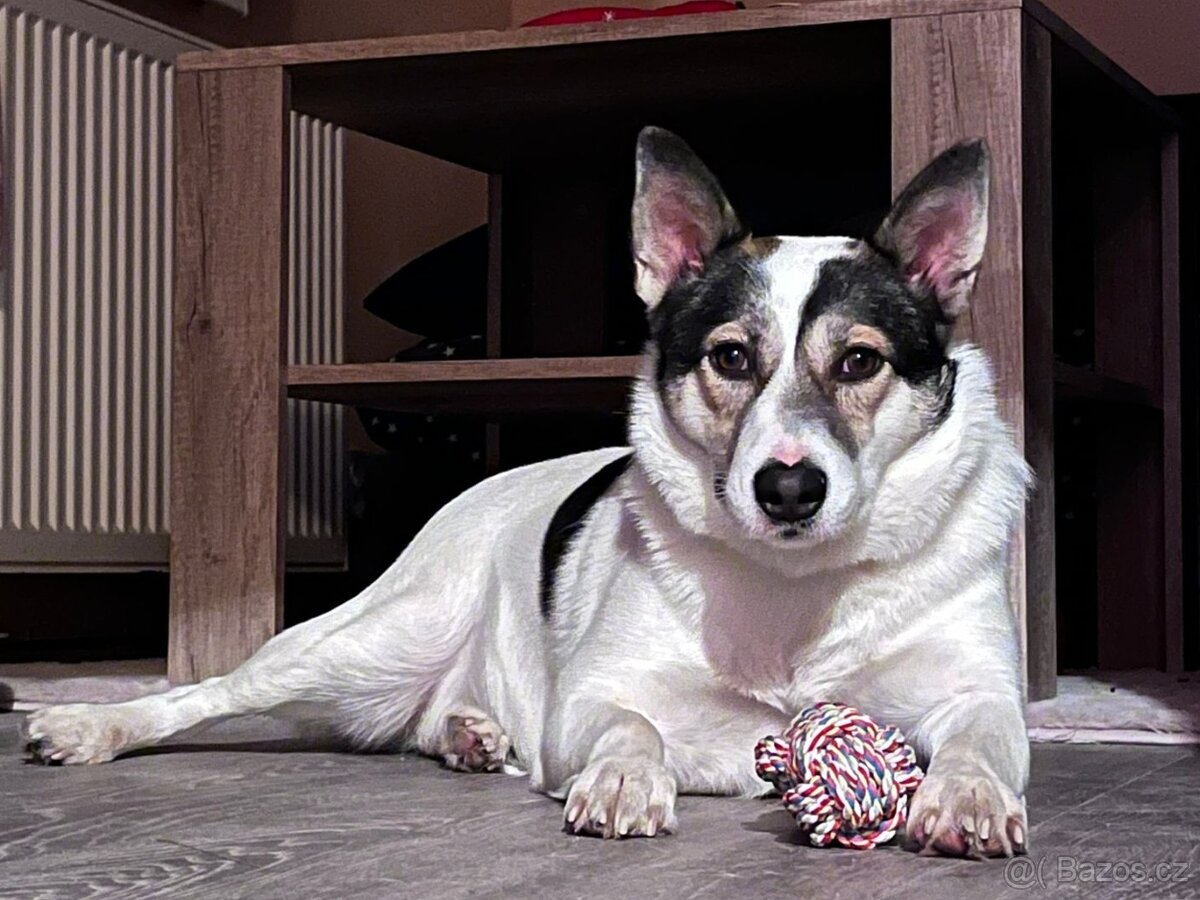 ESTA K ADOPCI - umazlená kráska, AKUTNÍ