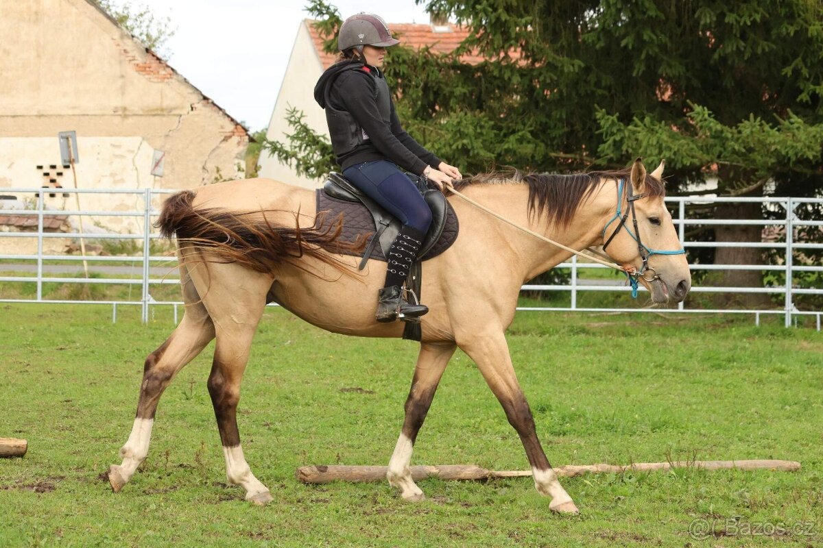Prodám 4-letého hřebce KK,