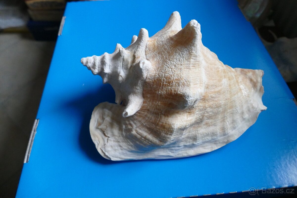 Strombus gigas XL - dekorace