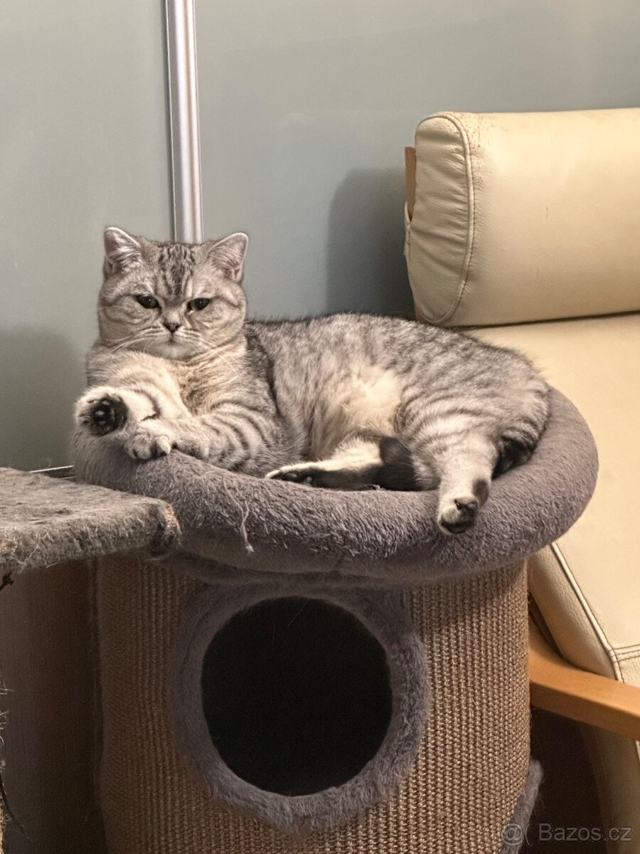 Whiskas kocour ke kryti
