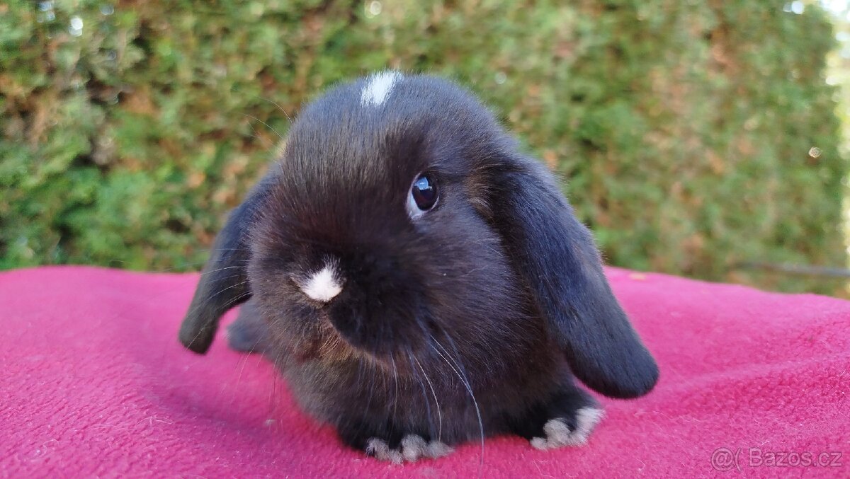 Zakrslý beránek, králíček, králík - DAN