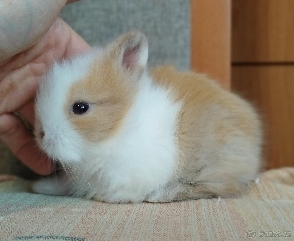 Zakrslý Teddy králík, králíček