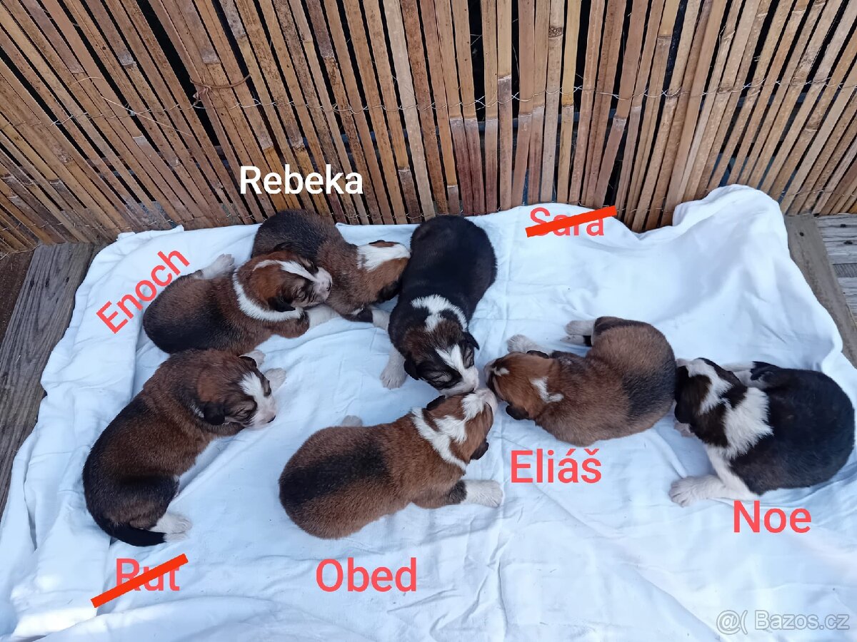 Štěňátka kříženci (Pyren. horský+bernský salaš.)