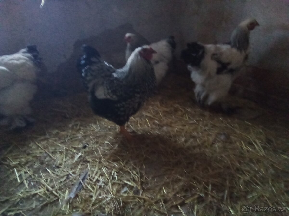 Wyandotka velká stříbrná černé lemovana