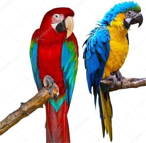 Nechtěné papoušci