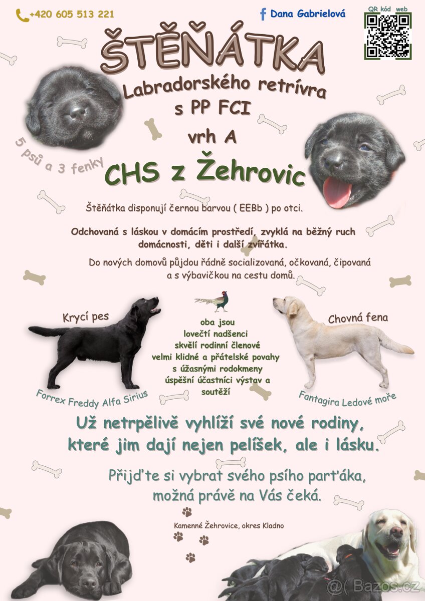 Labradorský retrívr s PP FCI