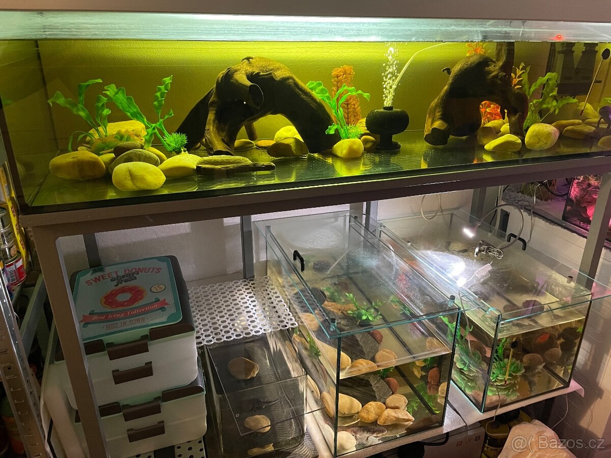 Akvárium pro Axolotla 130x60x30cm