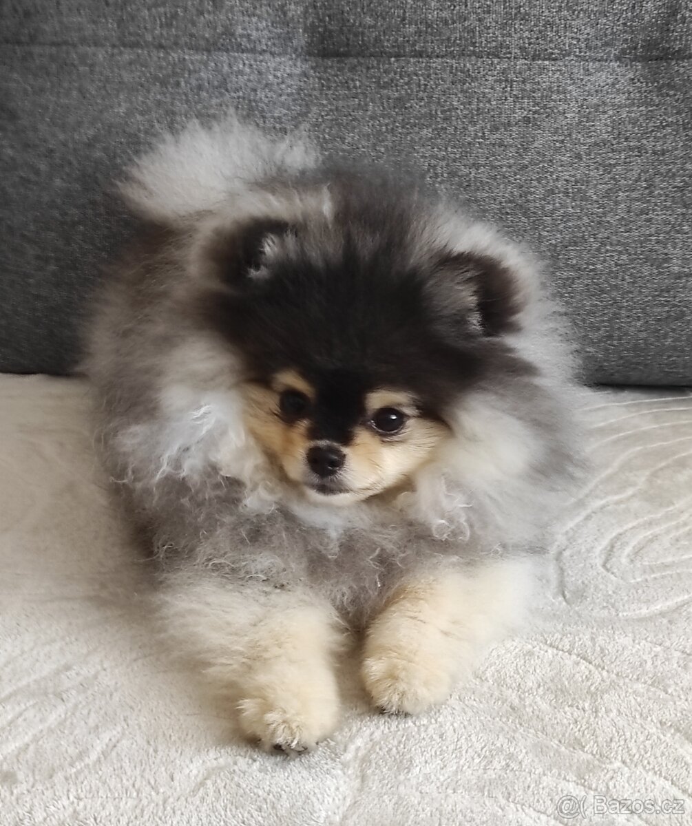 Pomeranian štěně