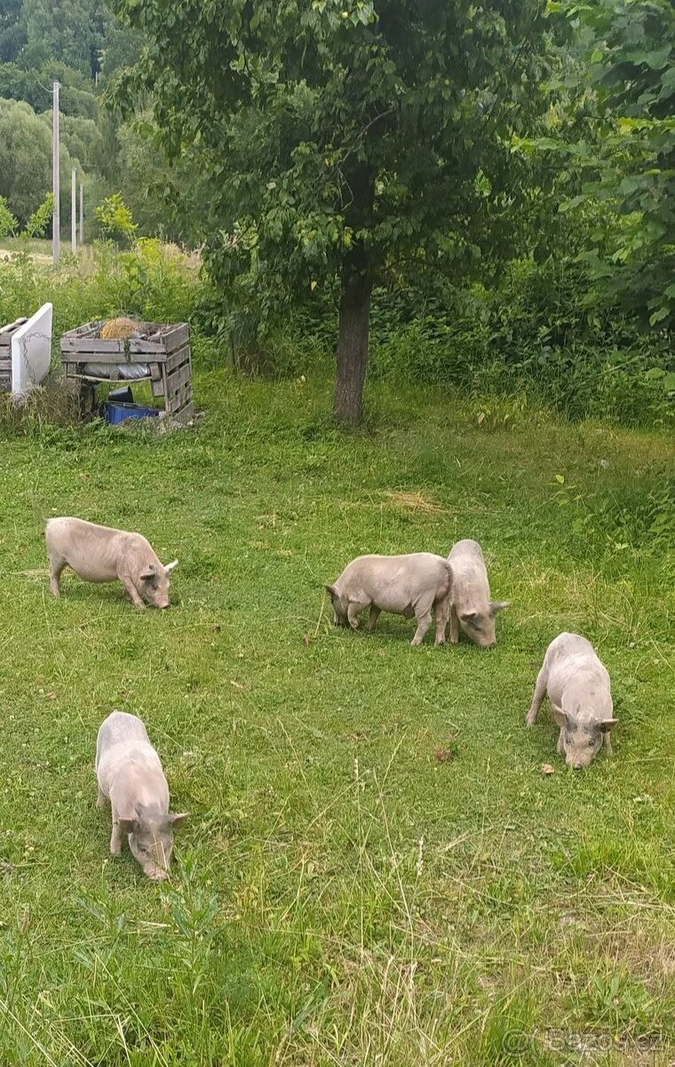 prasátka pro všestranné využití