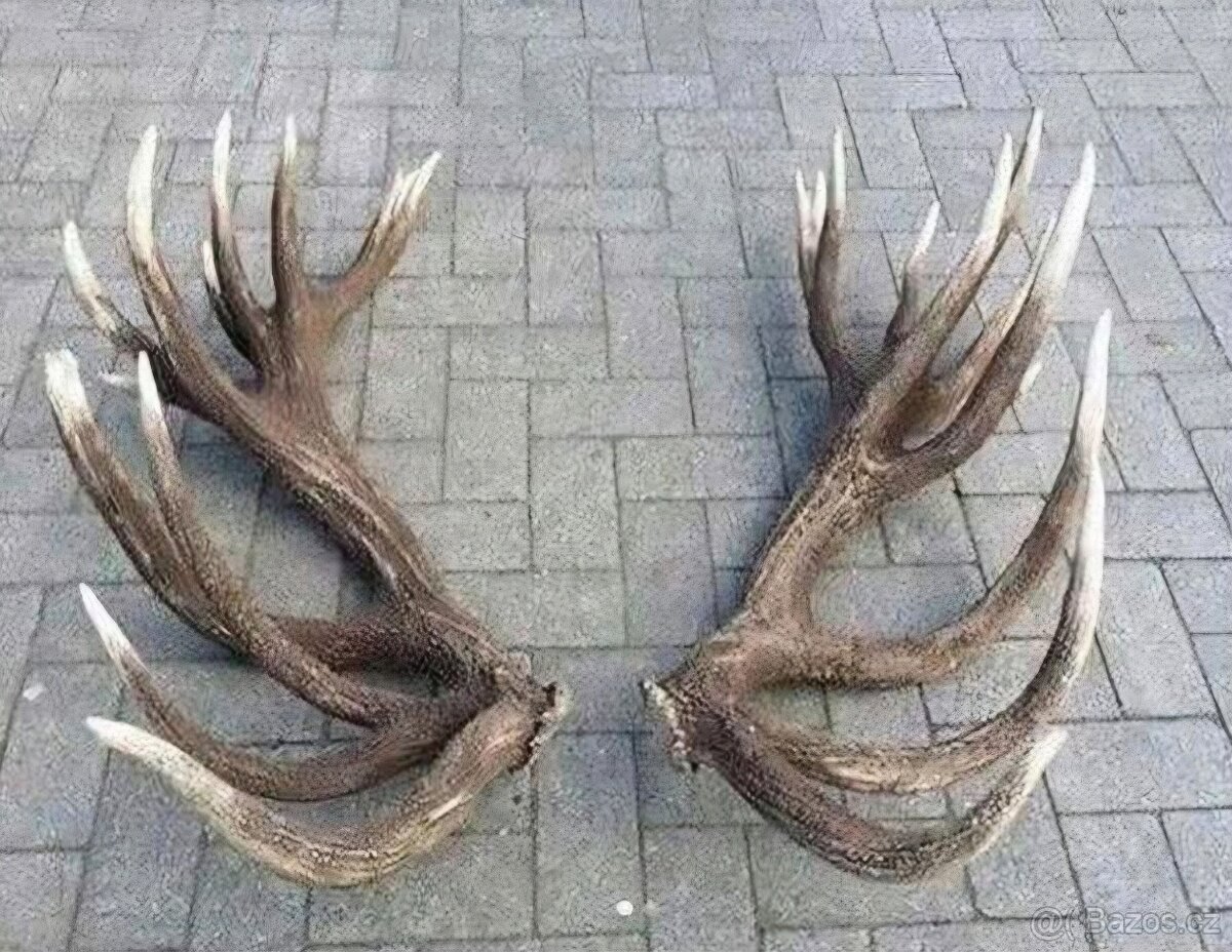 Paroží, trofeje,preparáty,lebky