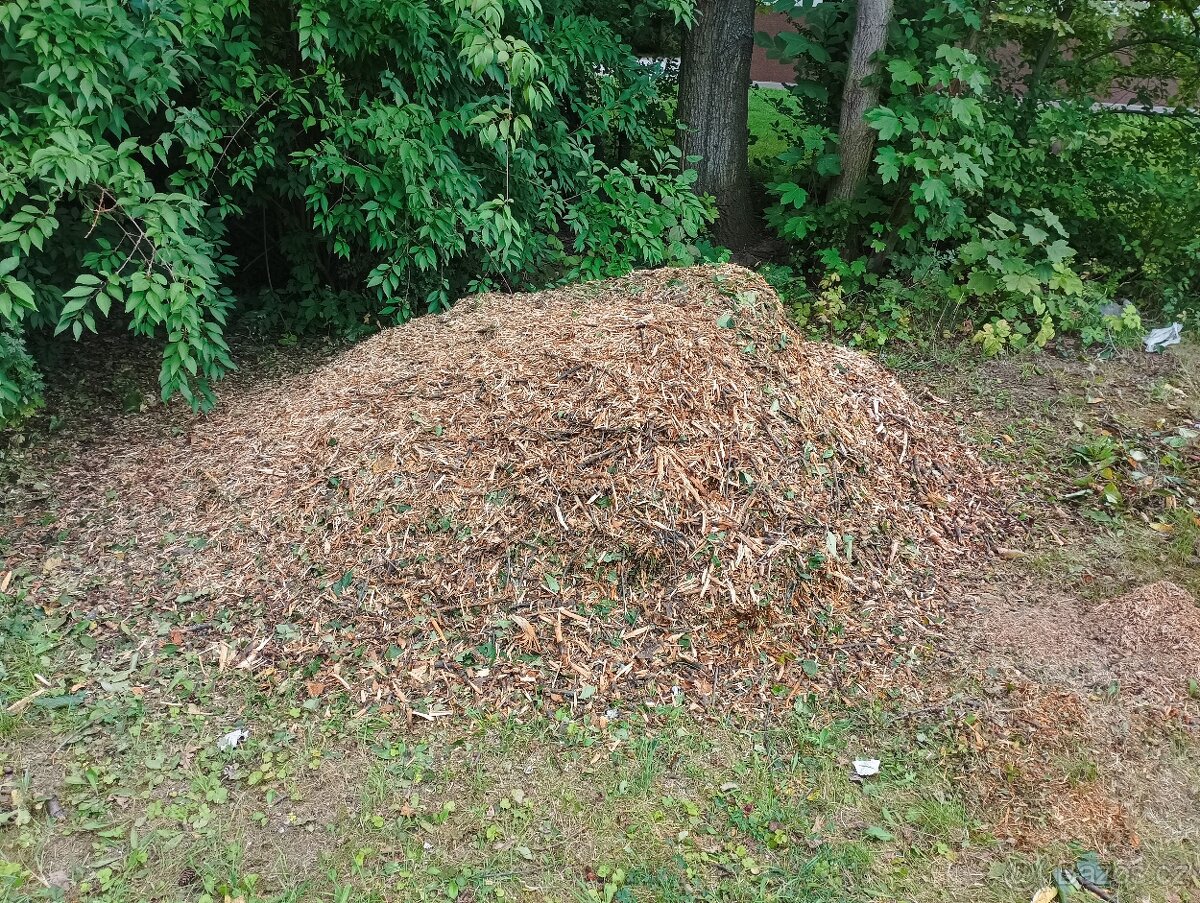 Štěpka z třešně