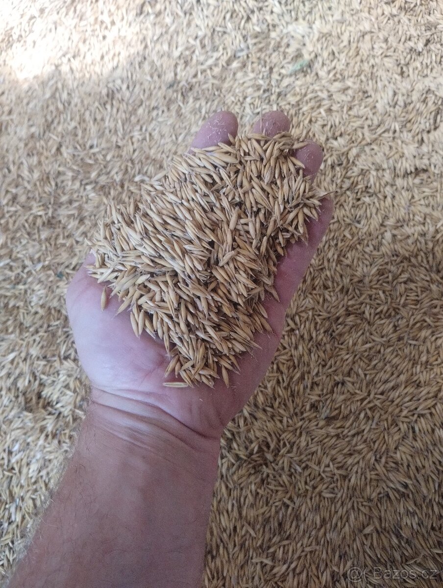 oves krmný pluchatý