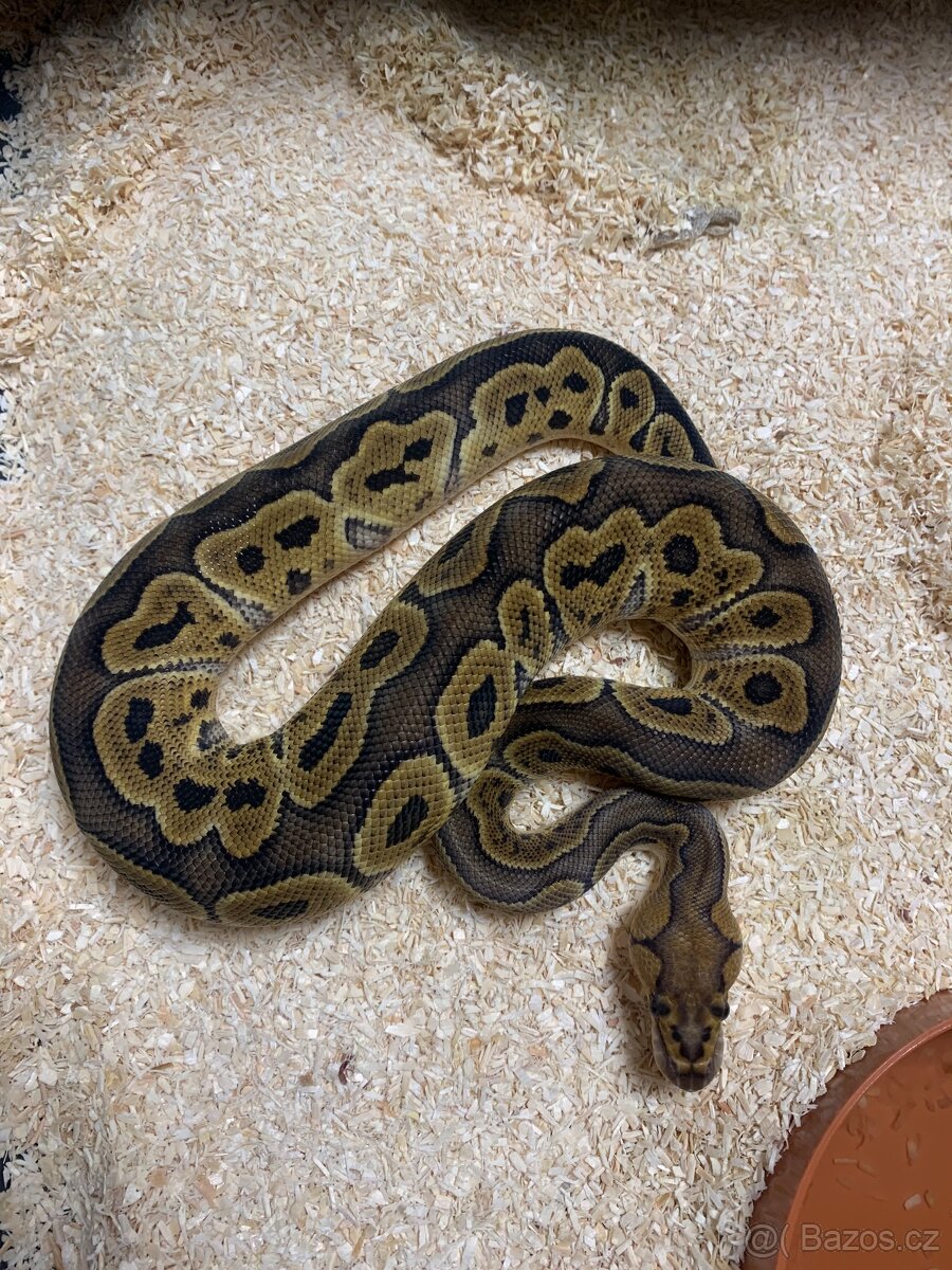 Krajta královská 1.0 ghi clown