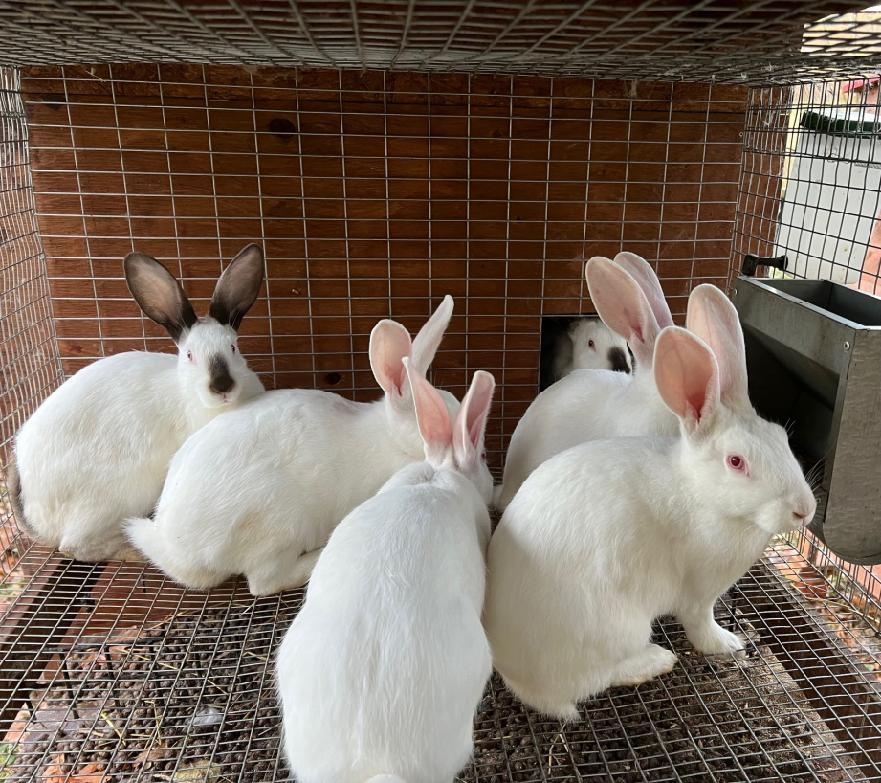 Králíci hybrid Hyla – brojler, masné plemeno