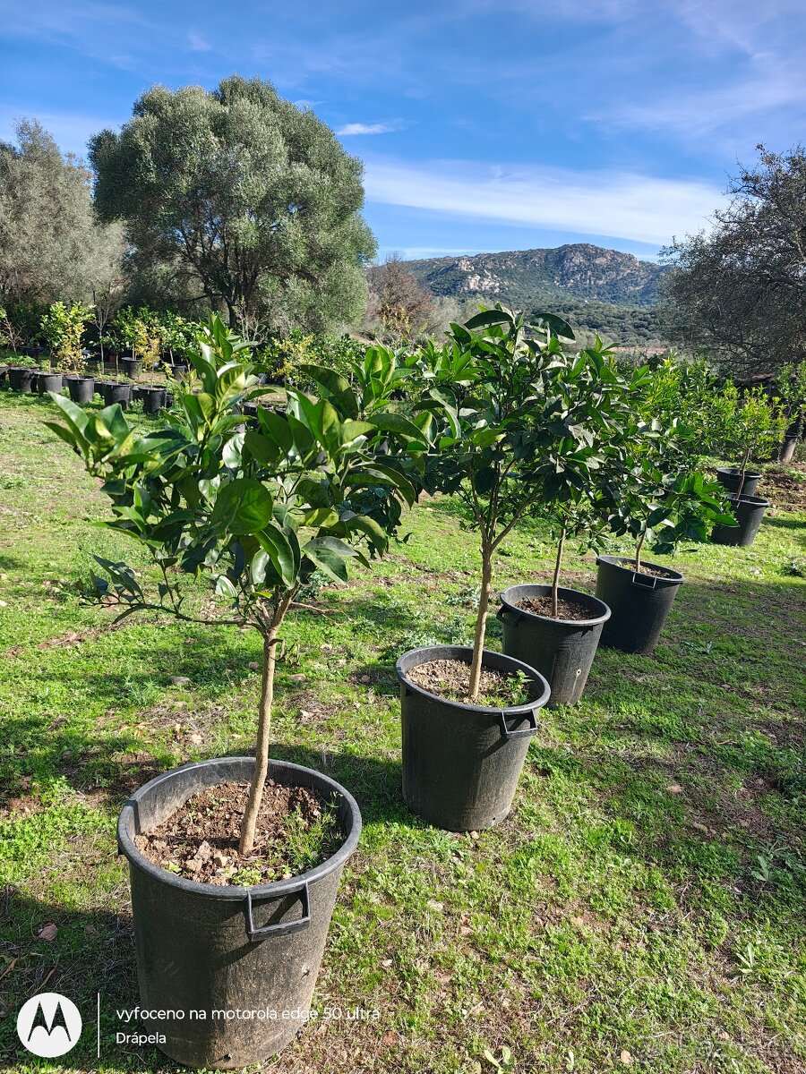 Citrusy v květináči, pomeranče, citróny, mandarinky