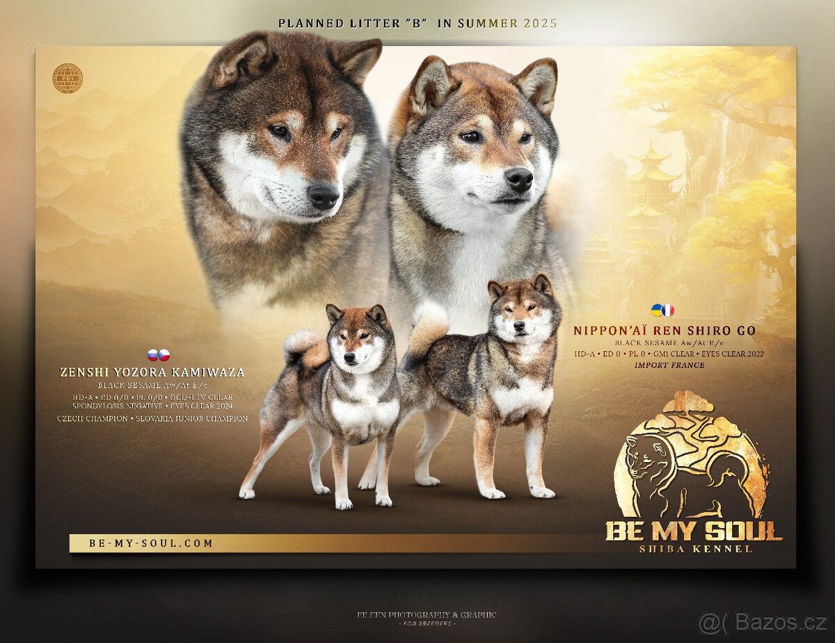 SHIBA štěňata k rezervaci