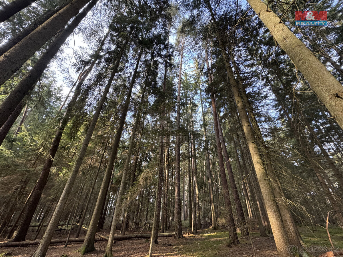 Prodej lesa, 7067 m², Doňov