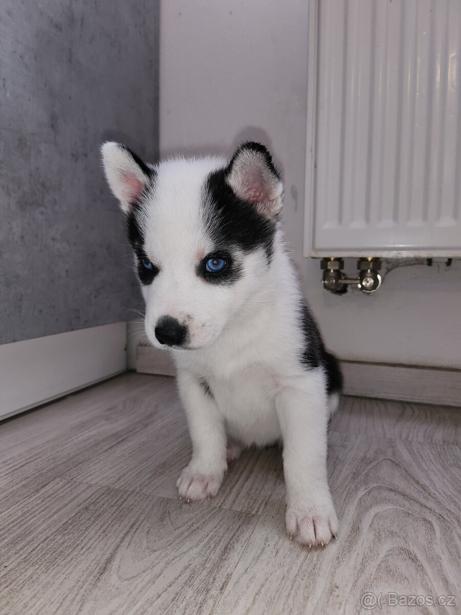 Prodám štěňata hasky