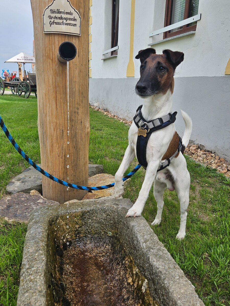 Hladkosrstý foxteriér s PP - krytí