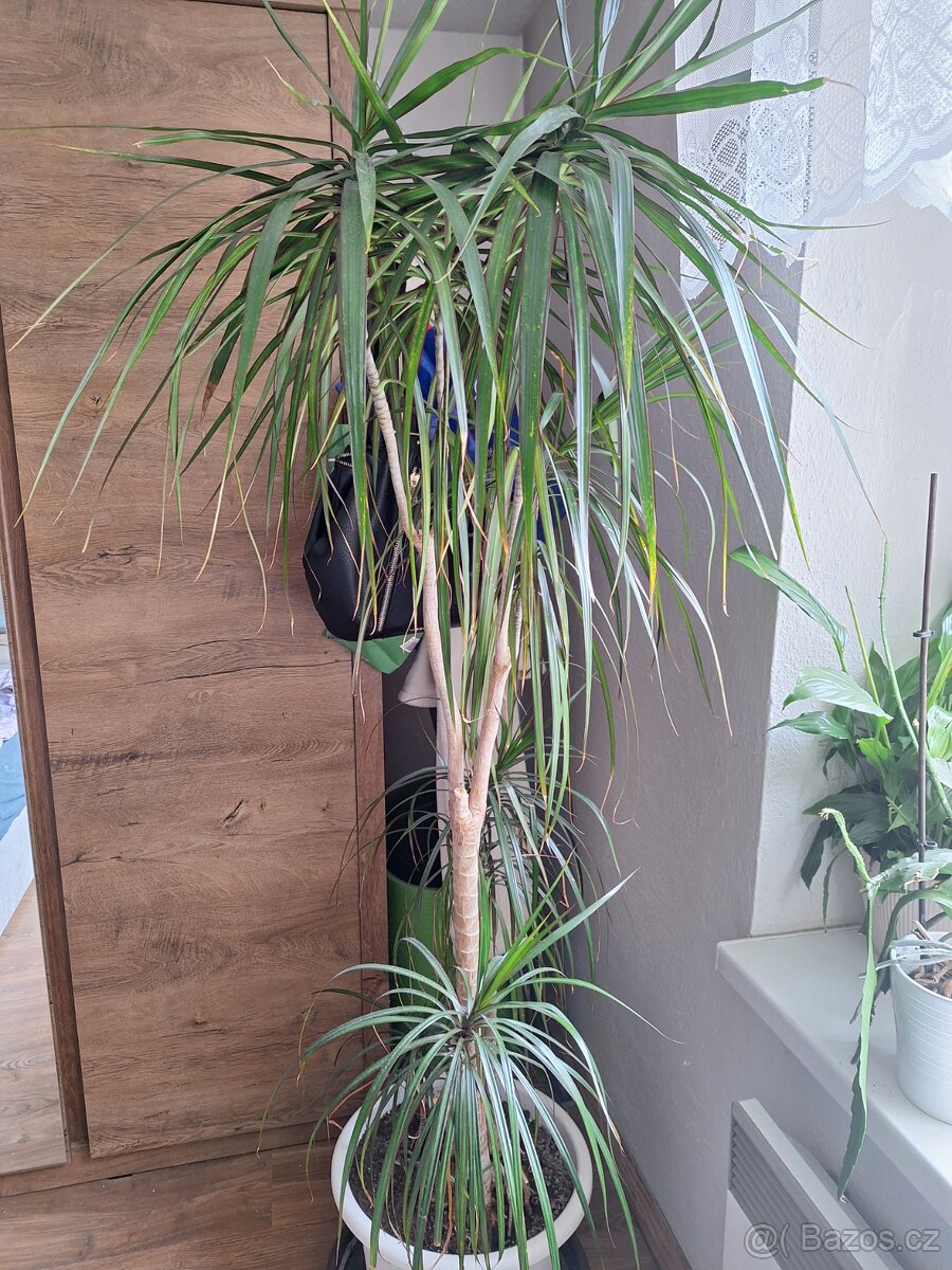 Dracena