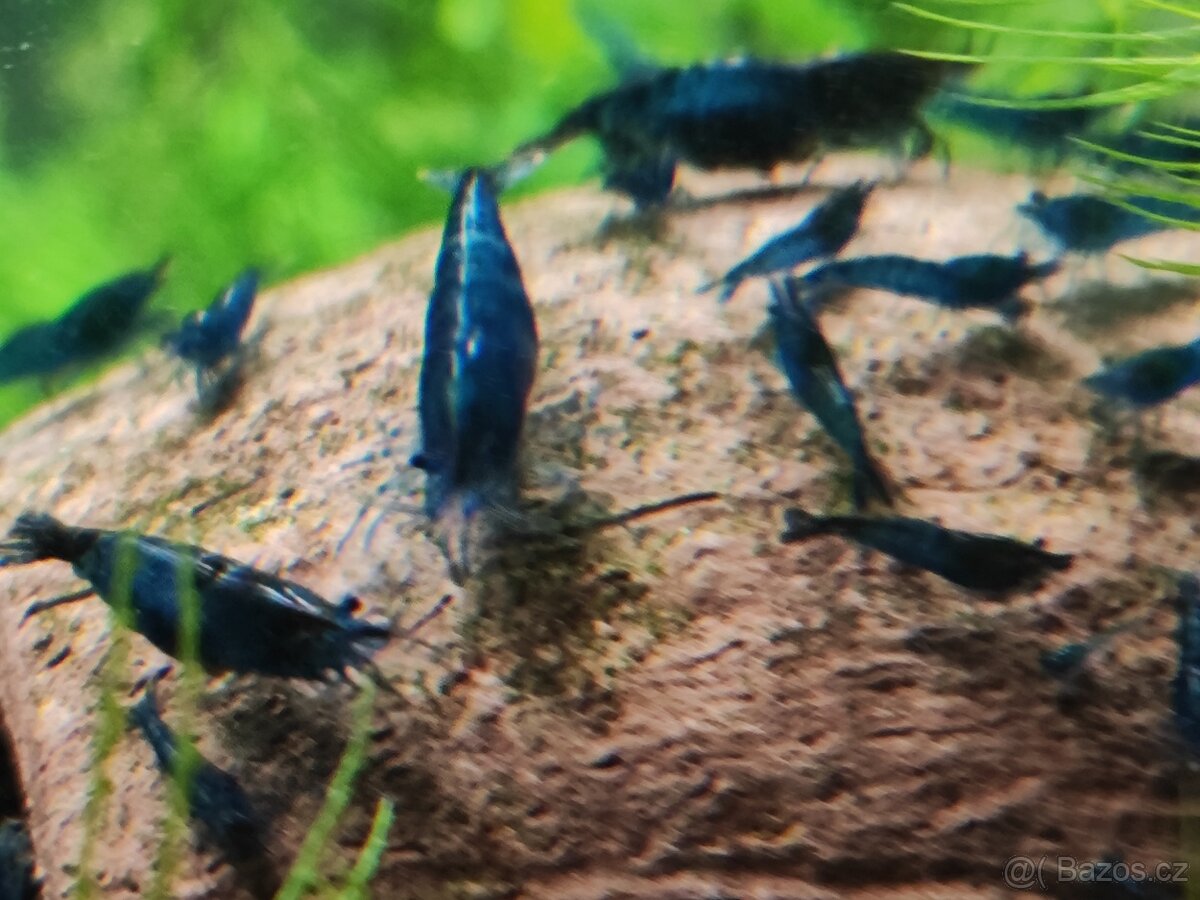 Krevetky Blue Dream
