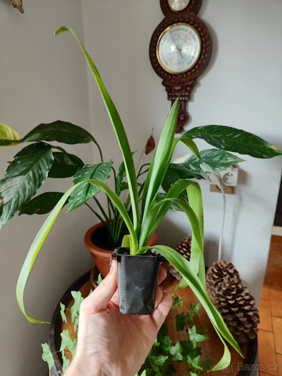 yucca elephantipes