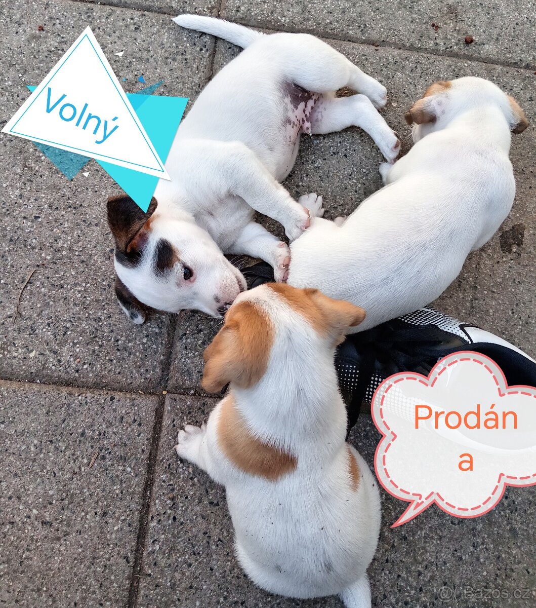 ❤️Jack russel teriér❤️