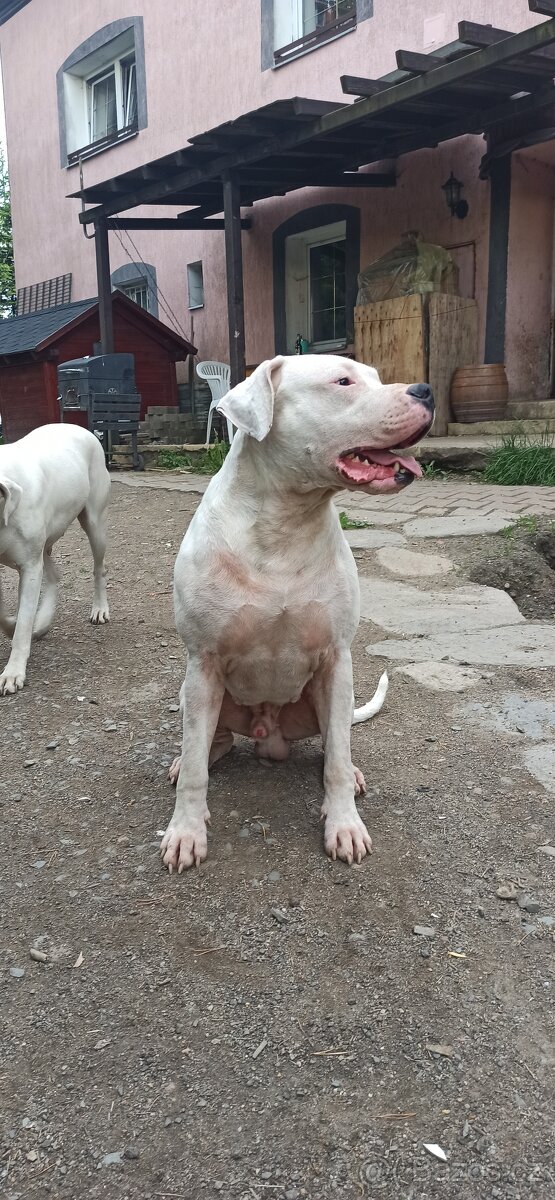 Argentinská doga