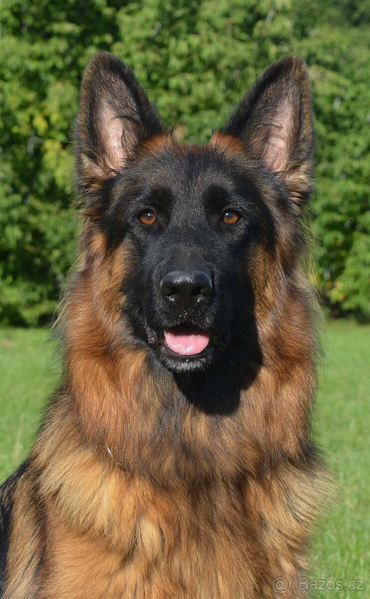 Německý ovčák s PP dlouhosrstý