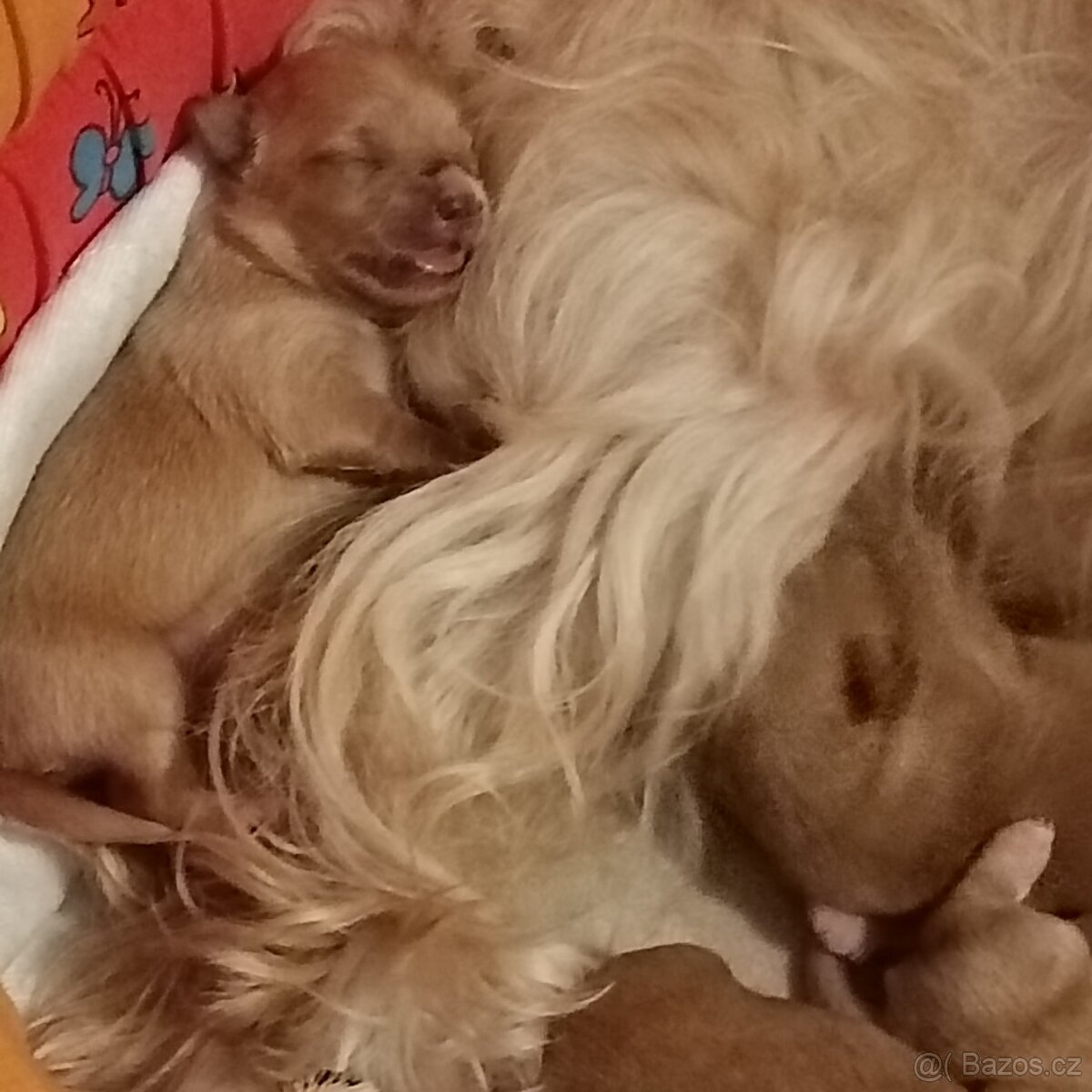 Máme zlatá miminka Yorkshire teriér gold. PP