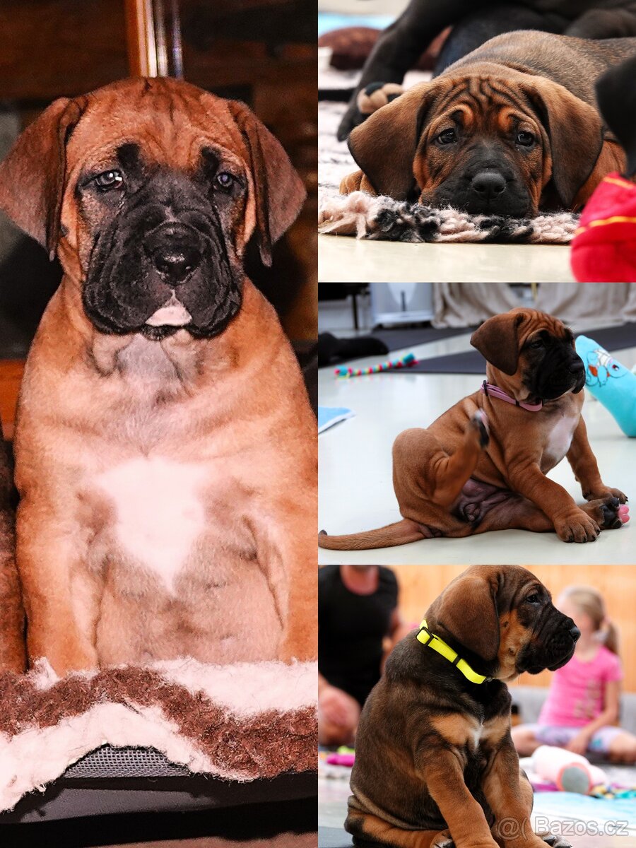 Tosa Inu fenky s PP