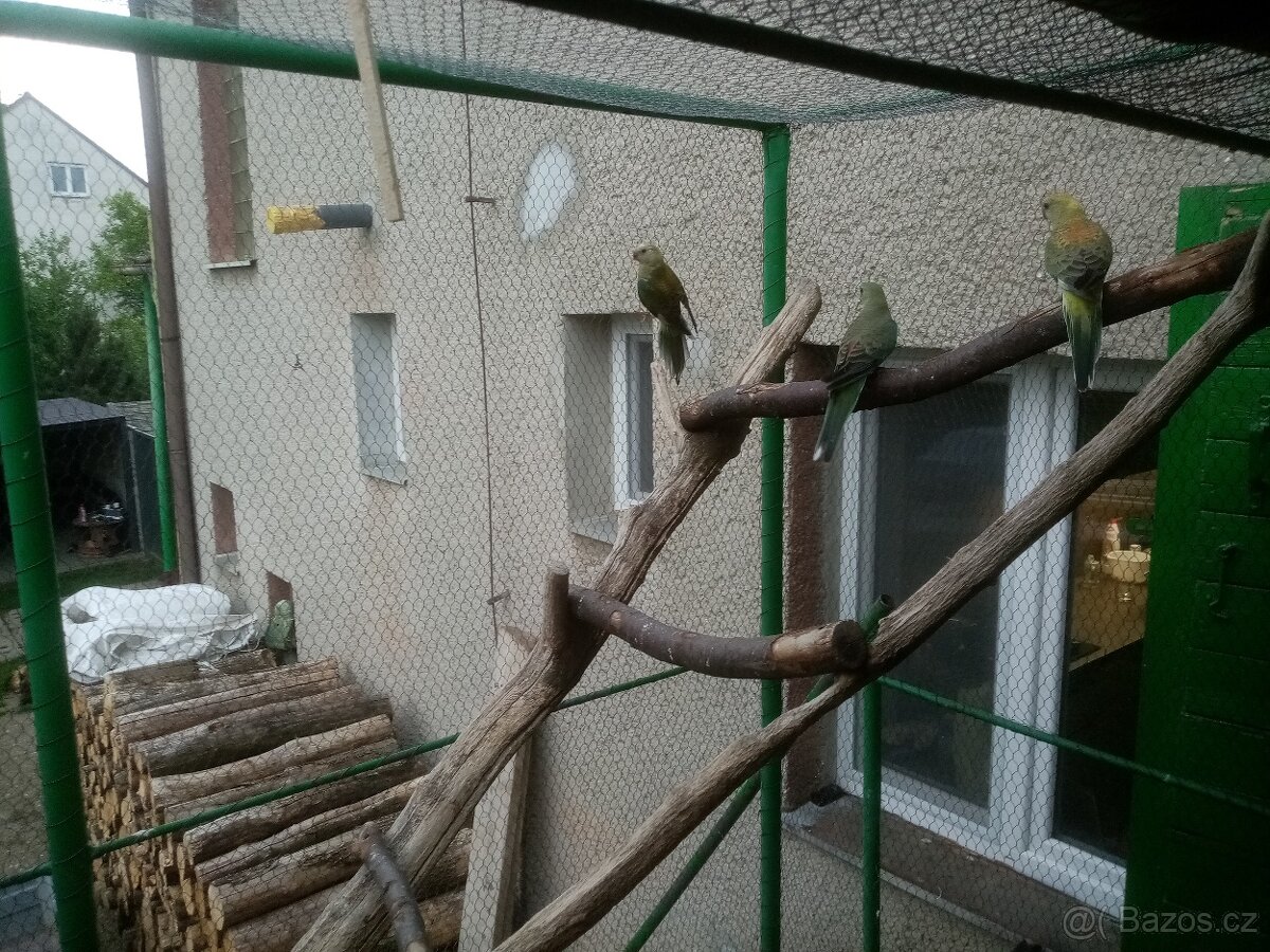 Papoušek zpěvavý, letošní mladé