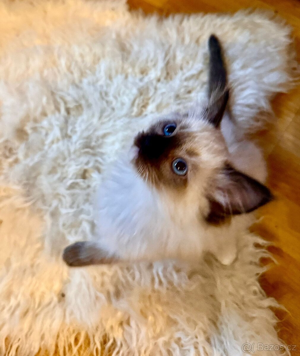 Ragdoll koťátka BEZ PP– 2 kocourci a 2 kočičky