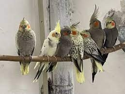 korela ,andulka ,kanár ,zebřička.....