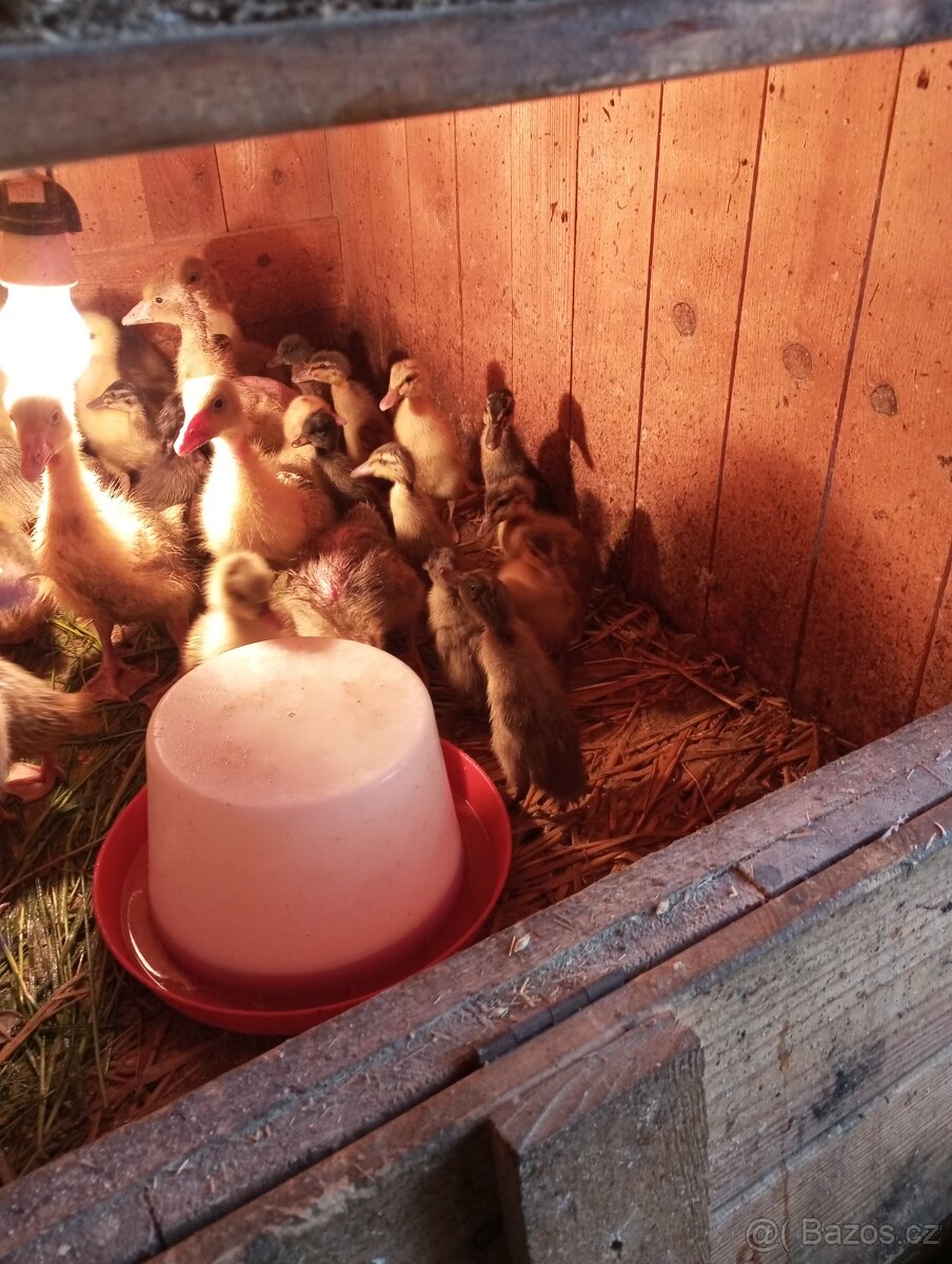 Prodám kachňata