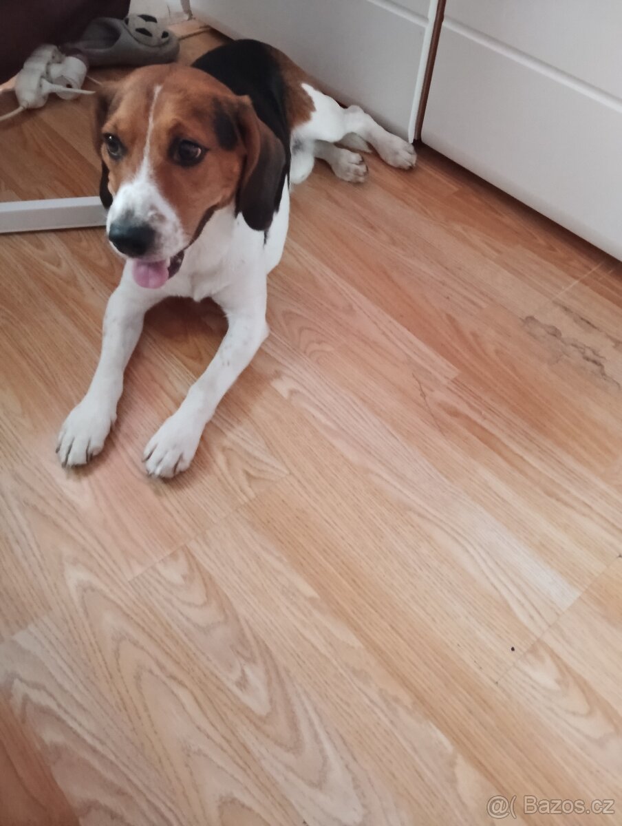 Bígl