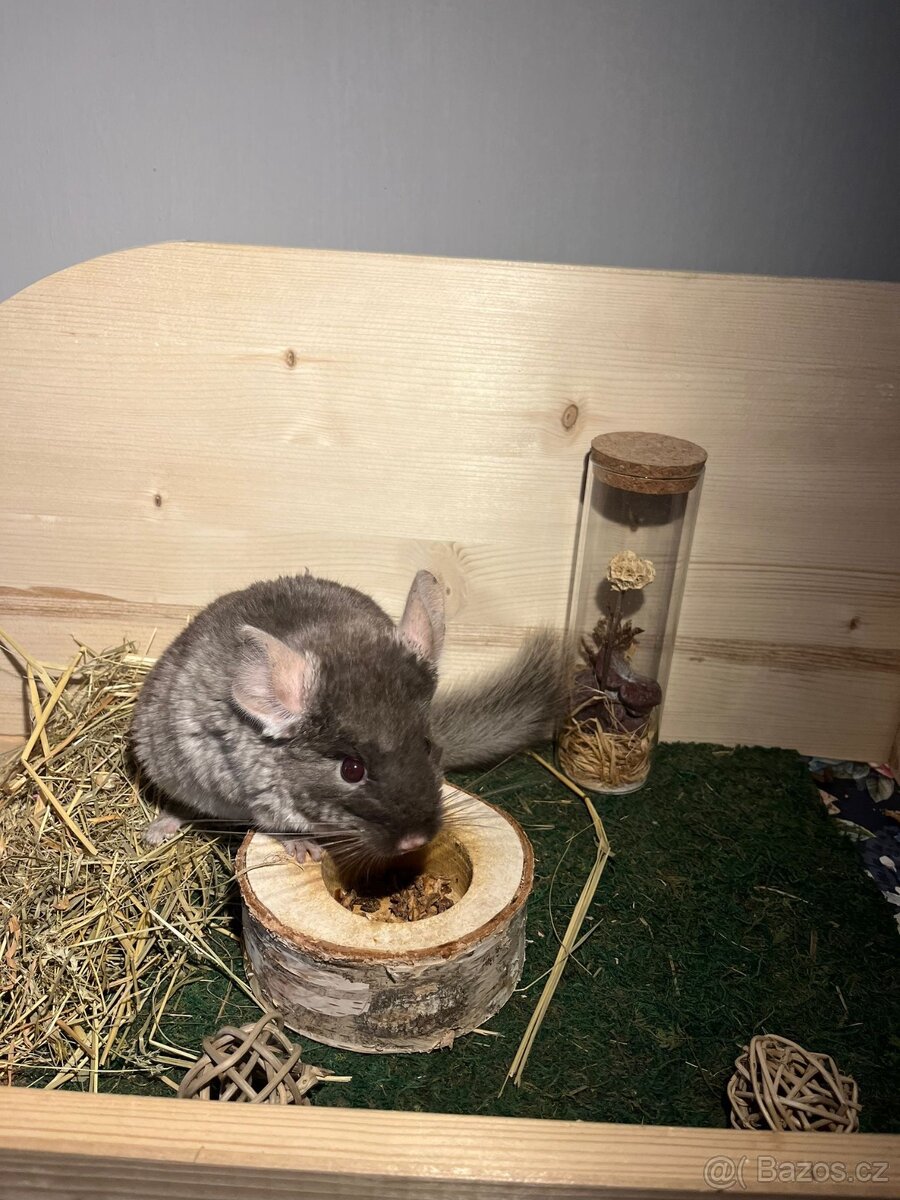 Činčila brown velvet