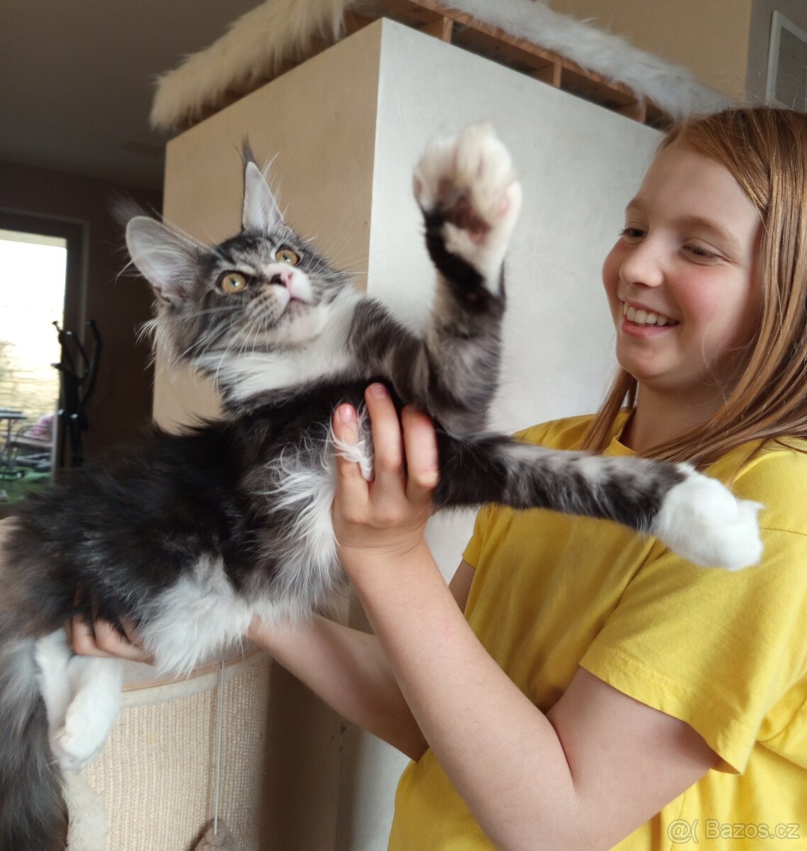 Mainské mývalí koťátko. MCO s pp